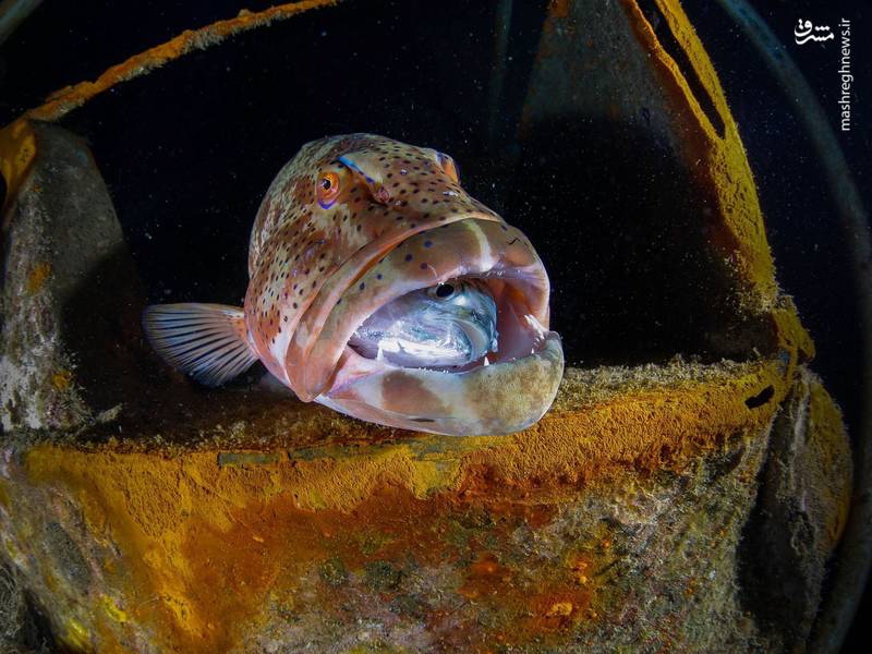 تصاویر زیبا از دنیای زیر آب‎