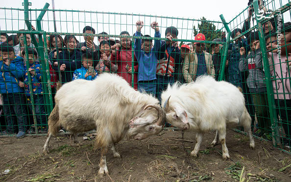 مسابقه انتخاب پادشاه بُزها !