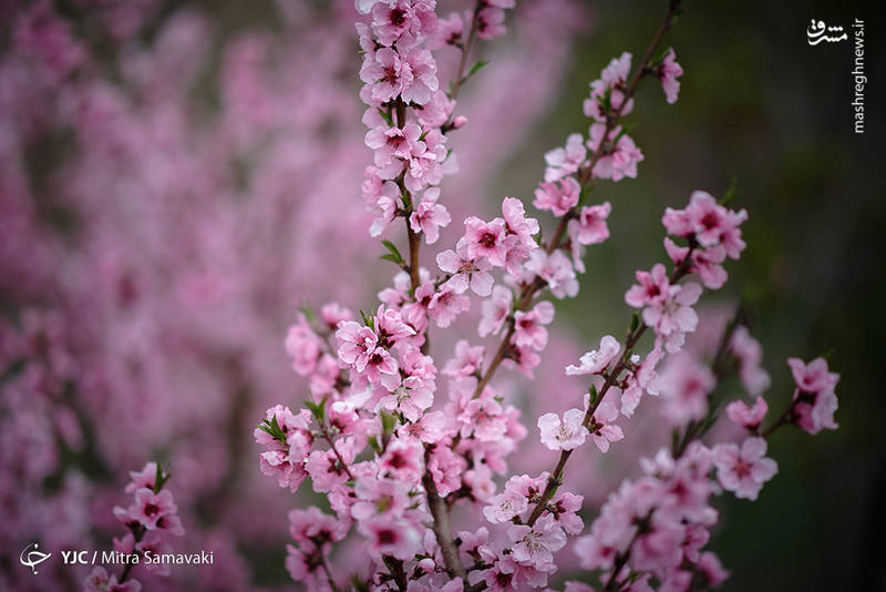 شکوفه های بهاری