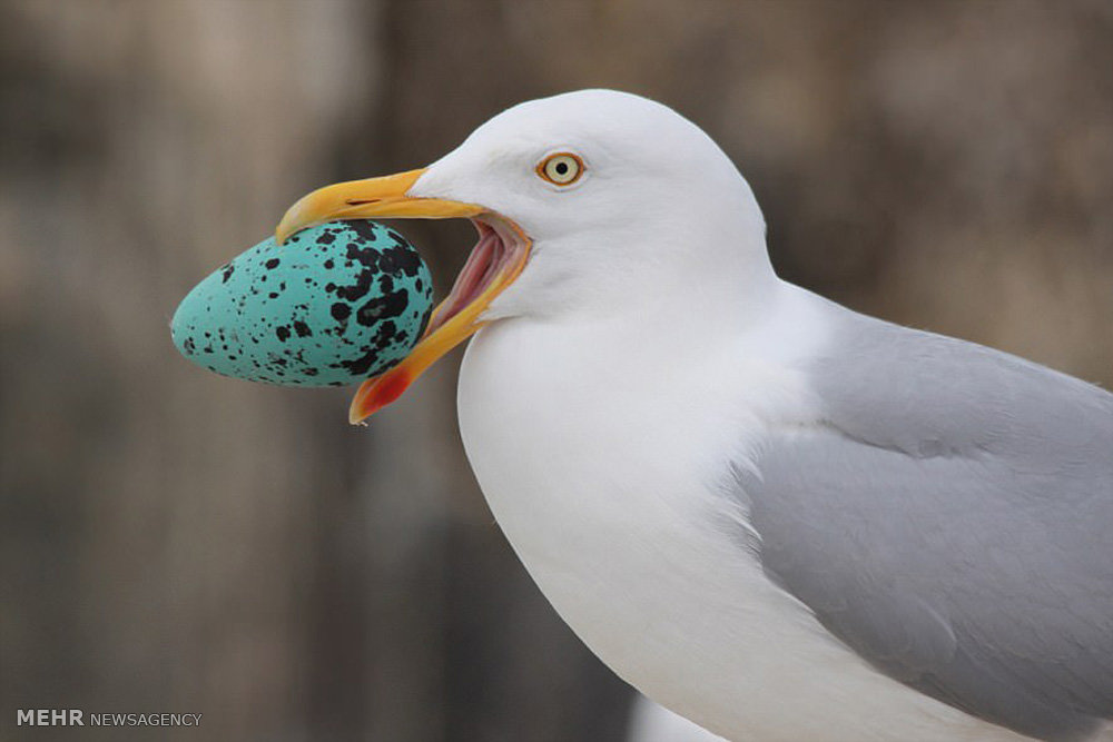 برندگان مسابقه عکاسی حیات وحش دیلی میل