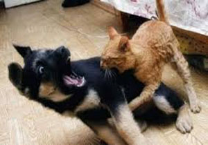 گربه‌ای که آبروی یک سگ را برد + فیلم