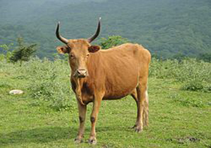 جدال تن به تن یک مرد با گاو خشمگین + فیلم