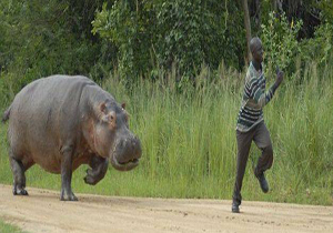 لحظات نفس‌گیر حمله حیوانات به انسان‌ها + فیلم