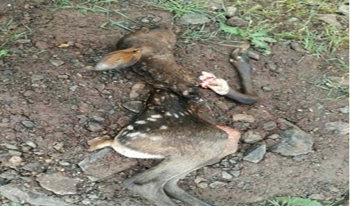 شکار دو مرال توسط پلنگ درمنطقه جنگلی سیاه بیشه آمل + تصاویر