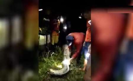 فیلم/ کشاورزی که در شکم مار پیتون ۷ متری پیدا شد