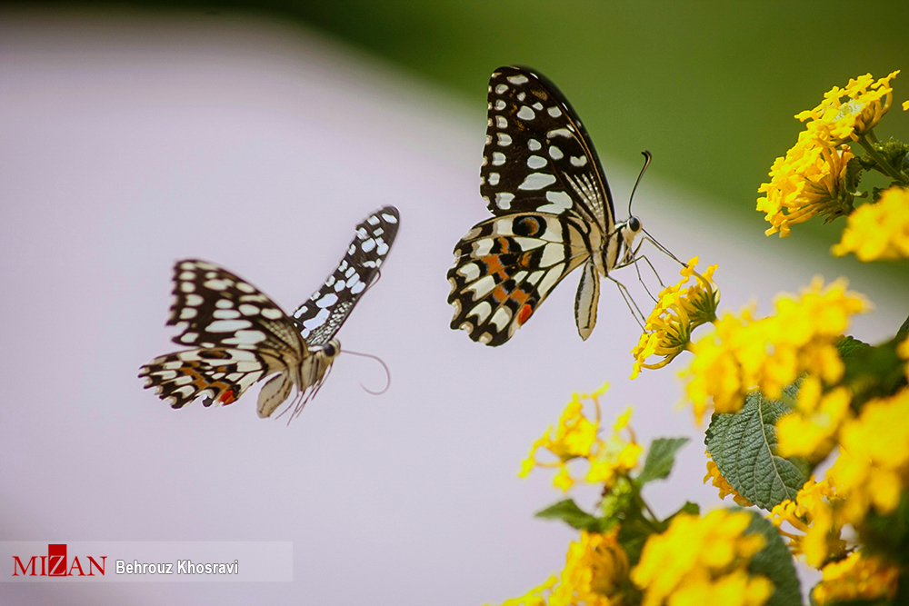 حیات وحش زیبای مازندران