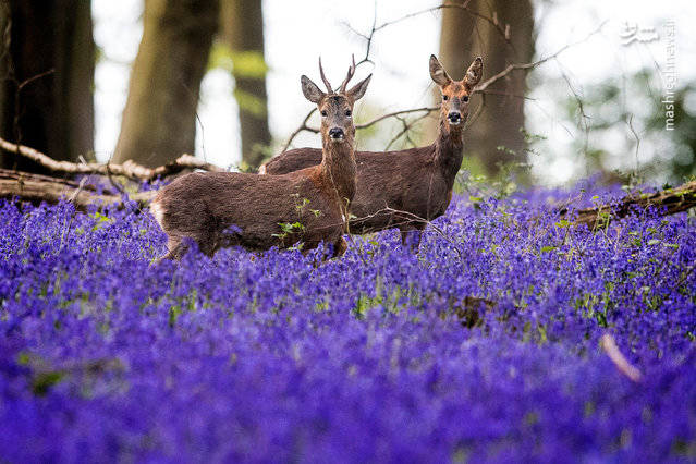 تصاویر منتخب حیات وحش در هفته گذشته‎