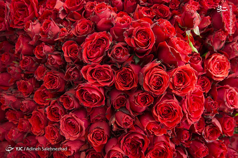 عکس/ نمایشگاه گل و گیاه رامسر