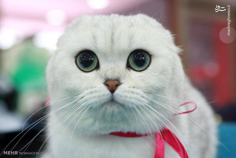 چشم در چشم حیوانات