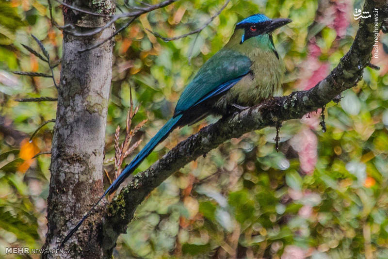 تصاویر منتخب حیات وحش هفته