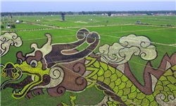 نقاشی‌های سه بُعدی در شالیزارهای برنج+تصاویر