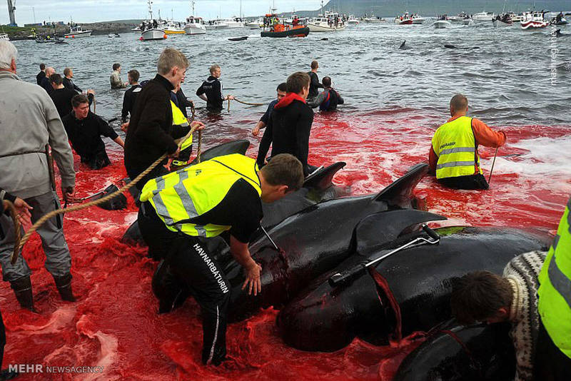 قتل عام نهنگ ها‎ در جزایر فارو