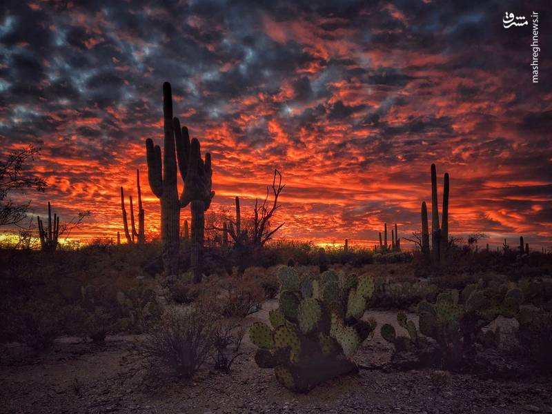 برندگان مسابقه عکاسی با آیفون