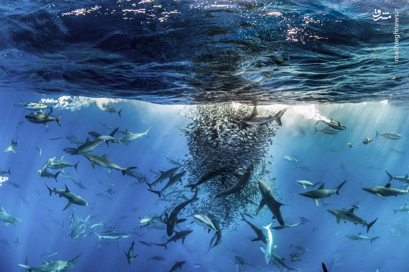 مسابقه عکاسی جهان طبیعت