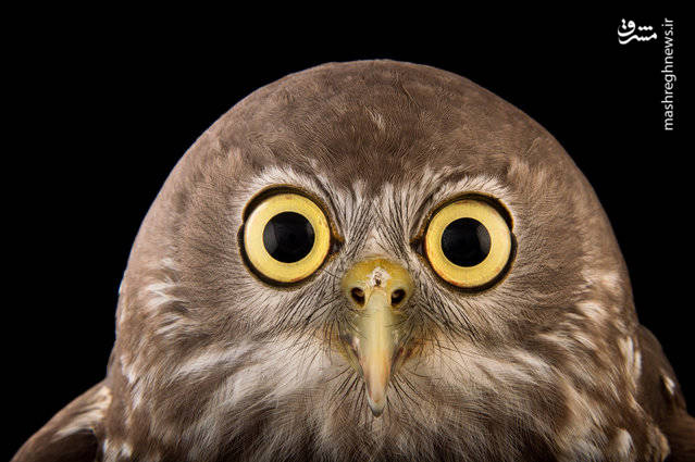 انقراض حیوانات در سرزمین کانگوروها