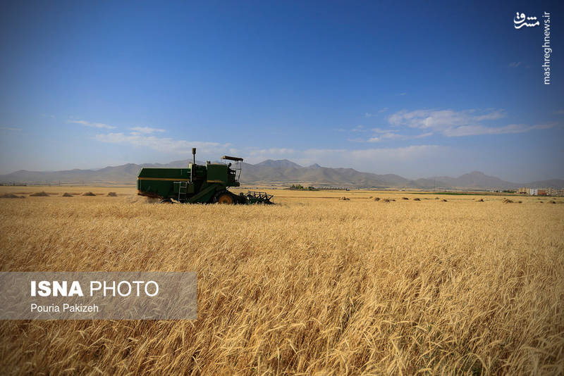 برداشت خوشه‌های طلایی در همدان