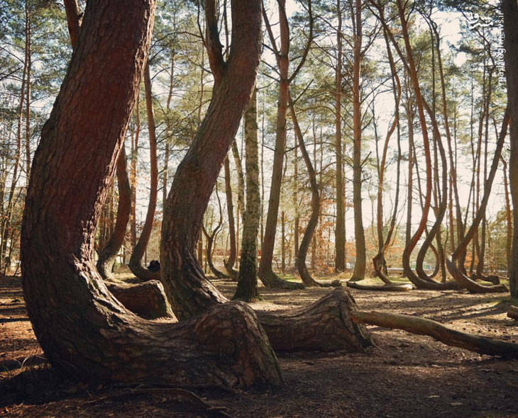 جنگل مرموز با درختان کج