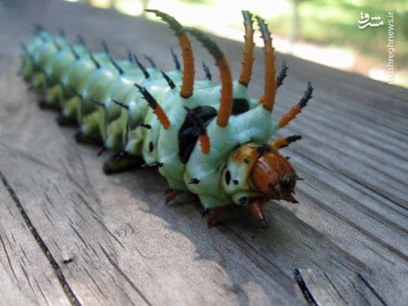 عجیب‌ترین حشرات جهان!