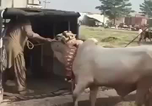 عاقبت سوار کردن گاو بزرگ در خودروی کوچک + فیلم