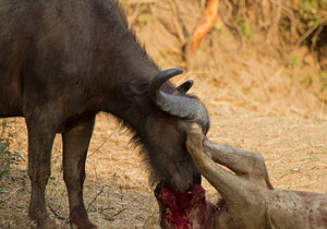 جدال باور نکردنی بوفالو و شیر ماده + فیلم