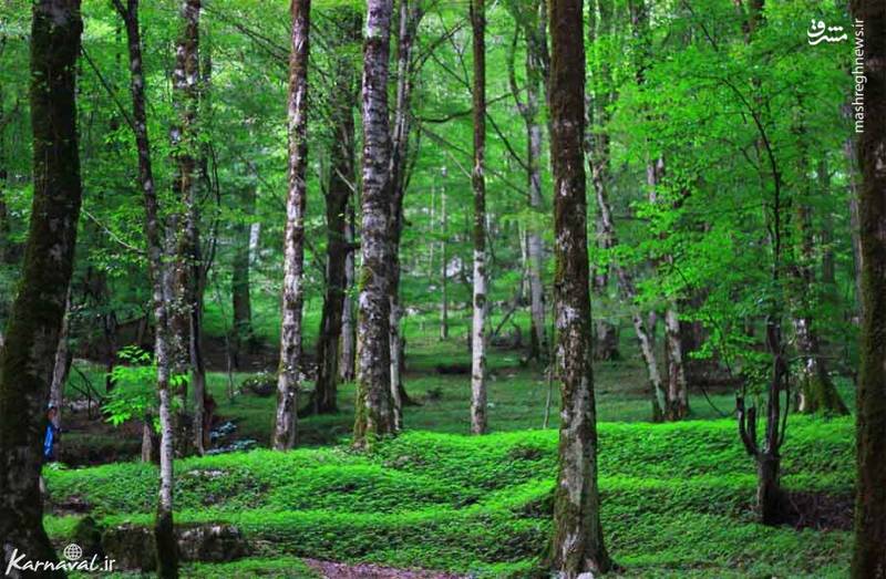 تلاقی جنگل و دریا