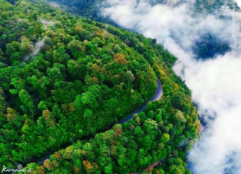 رویایی‌ترین جاده جنگلی ایران