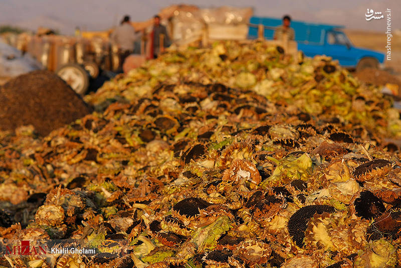 آیا برداشت گل آفتابگردان را دیده‌اید؟