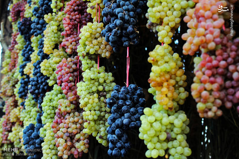 پنجمین جشنواره انگور ارومیه