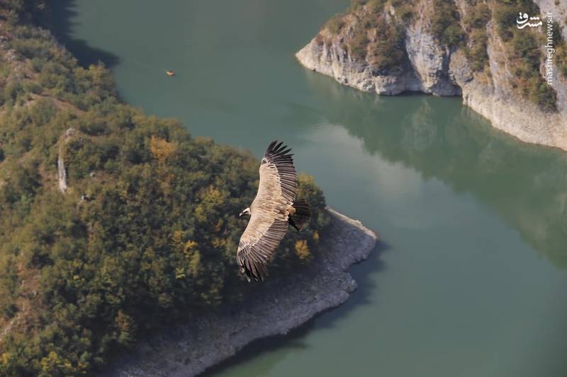 تصاویر دیدنی از دنیای حیوانات