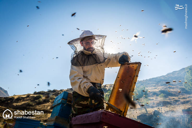 زندگی با طعم عسل
