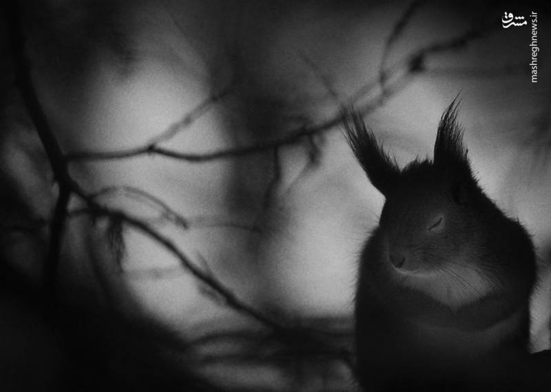 برگزیدگان مسابقه عکاسی حیات وحش