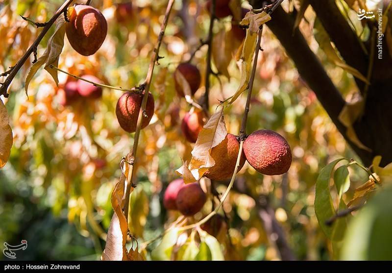 خشکسالی در انتظار باغ‌های میوه تهران