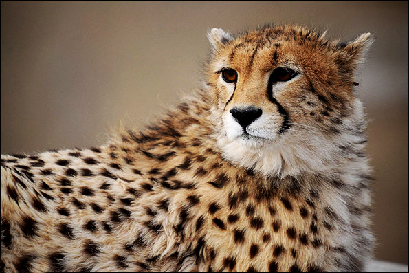 گم شدن یوز ایرانی در میان اظهارات حاشیه‌ای مسئولان + صوت