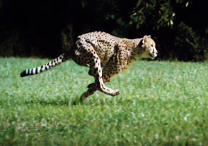 انقراض یوزپلنگ ایرانی در آینده‌ای نزدیک + فیلم