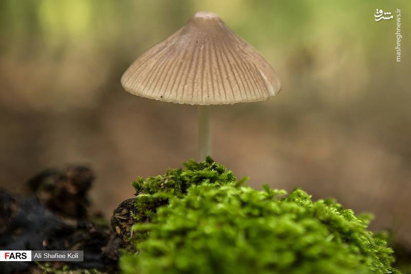 برداشت قارچ در جنگل‌های گیلان