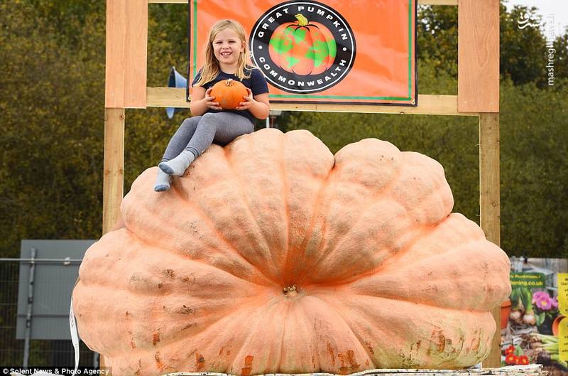 پرورش کدوتنبل یک تُنی در انگلیس!