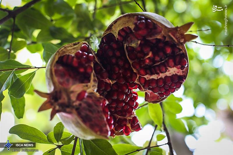 برداشت انار در اورامانات