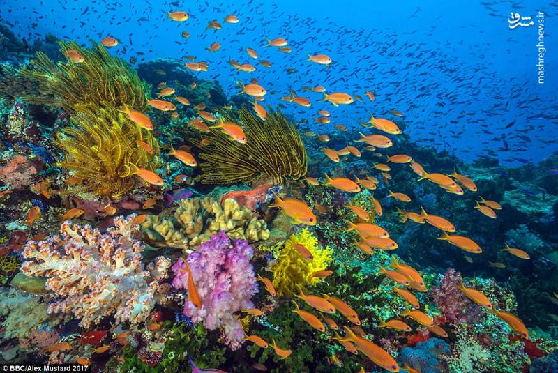 تصاویر خیره‌کننده از اعماق اقیانوس‎