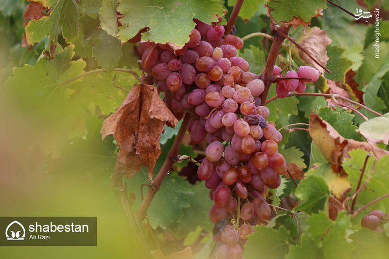 آخرین روزهای فصل برداشت انگور