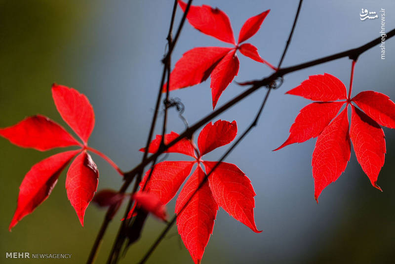 رنگ های گرم پاییزی