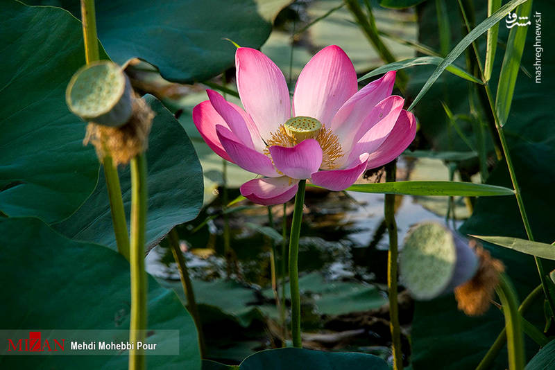 تالاب نیلوفر آبی کجاست؟