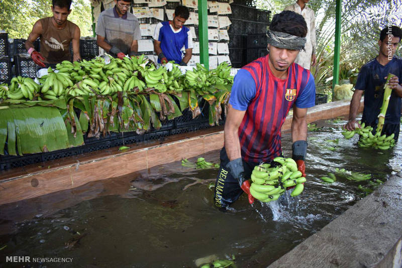 برداشت موز در کنارک