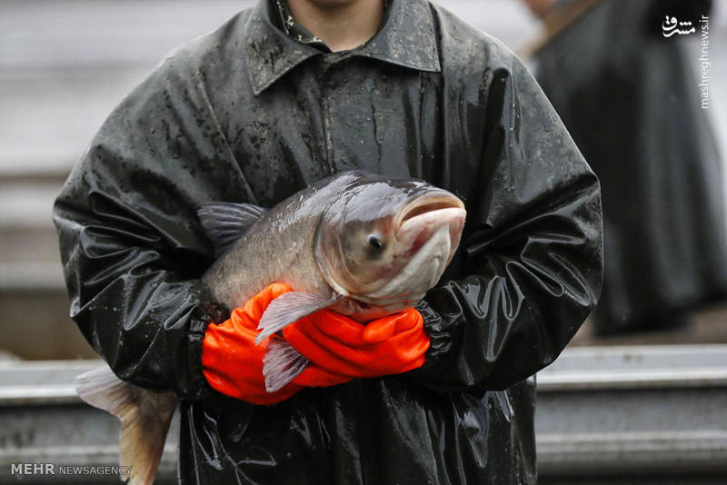 سنت سالانه ماهیگیری در جمهوری چک‎