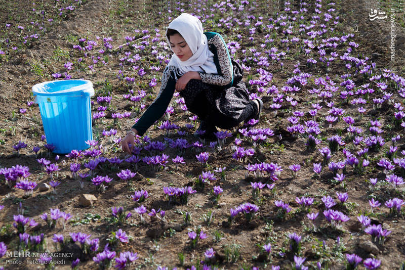 برداشت طلای سرخ در اراک