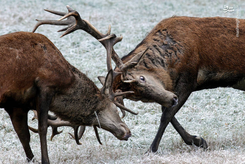عکس/ شاخ به شاخ واقعی