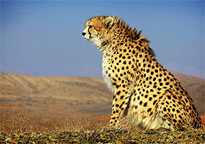 نجات یک یوزپلنگ به دست پیرزن ۷۵ ساله + فیلم