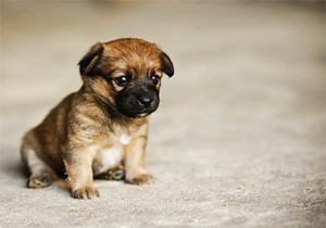 نجات بچه سگی که در اعماق زمین گرفتار شده بود + فیلم