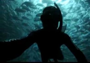 غواصی دیدنی در میان ماهی‌ها +فیلم