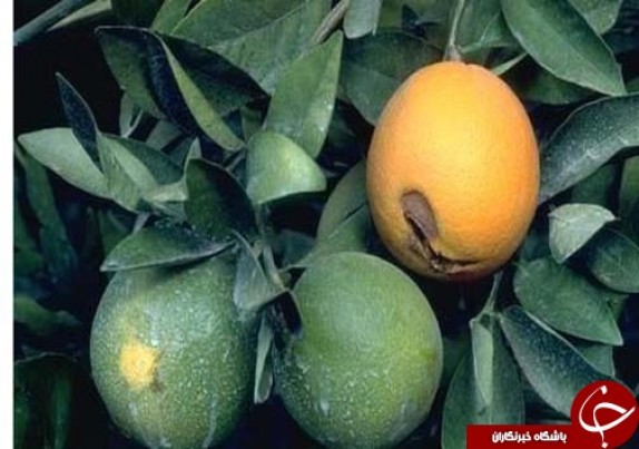 ترکیدگی مرکبات بلای جدید یا بهانه جدید