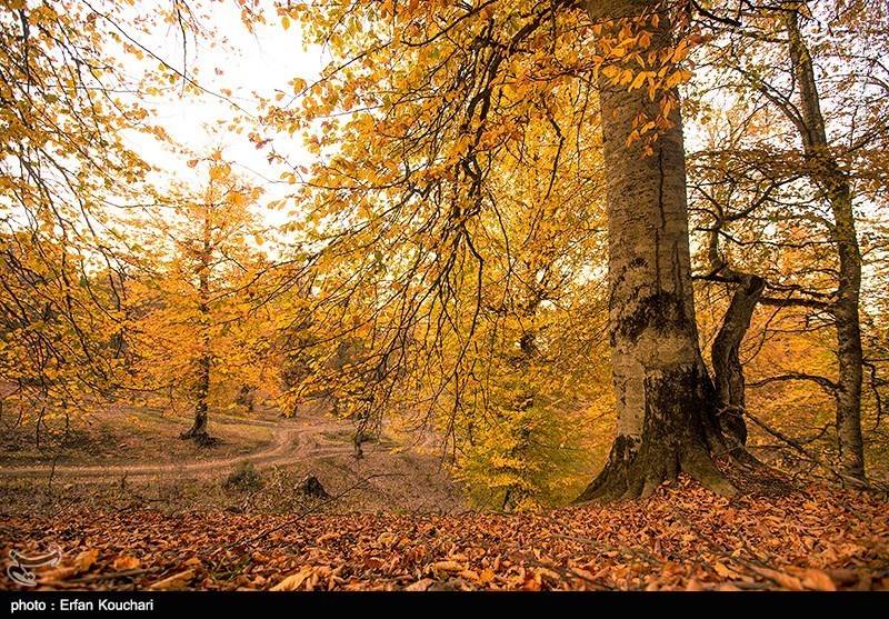 طبیعت پاییزی زیبای دهکده مازیچال